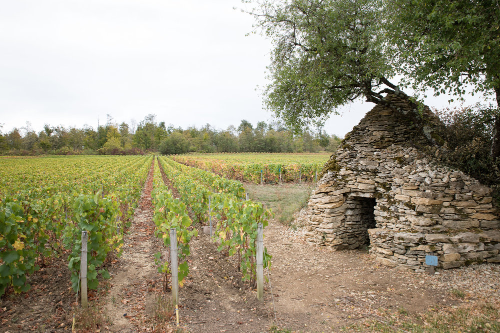 Rose-des-Riceys-Olivier-Douard (3)