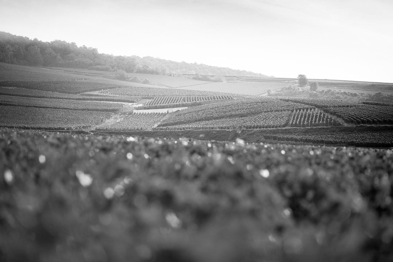 vignoble-de-champagne